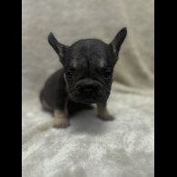 French Bulldog - Both