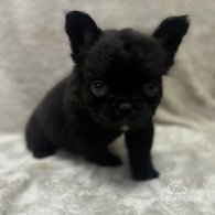 French Bulldog - Both