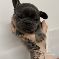 French Bulldog - Both