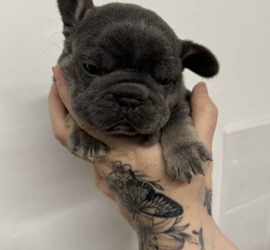 French Bulldog