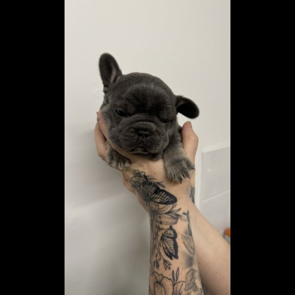 French Bulldog - Both