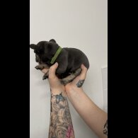 French Bulldog - Both