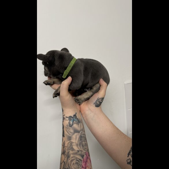 French Bulldog - Both