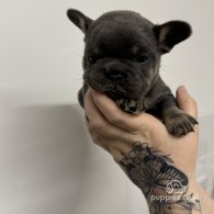 French Bulldog - Both