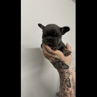 French Bulldog - Both