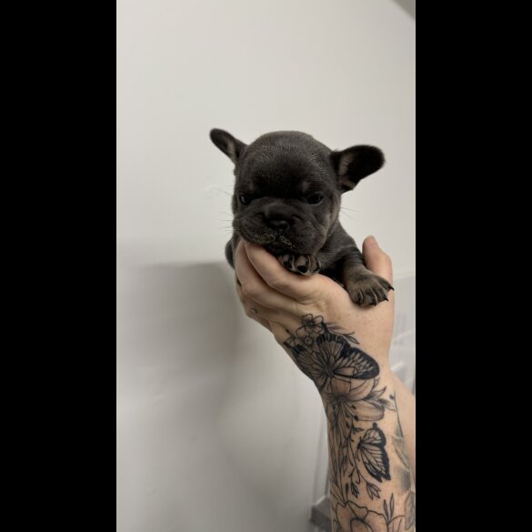 French Bulldog - Both