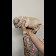 French Bulldog - Both