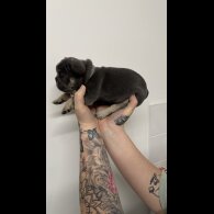 French Bulldog - Both