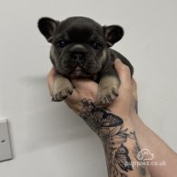 French Bulldog - Both