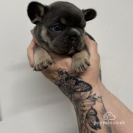 French Bulldog - Both