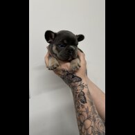 French Bulldog - Both