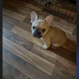 French Bulldog - Both