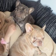 French Bulldog - Dogs