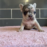 French Bulldog - Both