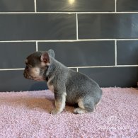 French Bulldog - Both