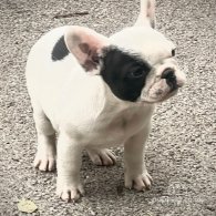 French Bulldog - Dogs