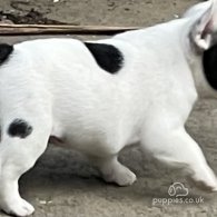 French Bulldog - Dogs