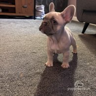 French Bulldog - Both