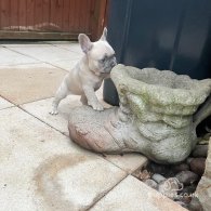 French Bulldog - Both