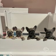 French Bulldog - Both