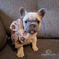 French Bulldog - Both