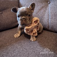 French Bulldog - Both