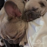 French Bulldog - Both