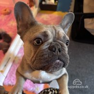 French Bulldog - Both