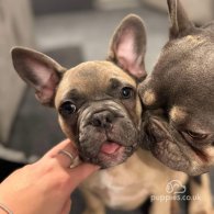 French Bulldog - Dogs