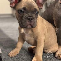 French Bulldog - Dogs