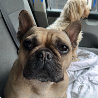 French Bulldog - Both