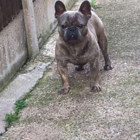 French Bulldog