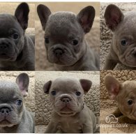 French Bulldog - Both