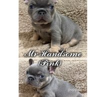 French Bulldog - Both