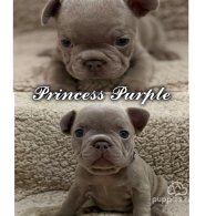 French Bulldog - Both