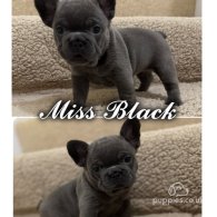 French Bulldog - Both