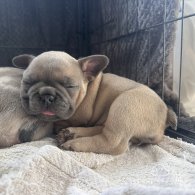 French Bulldog - Both