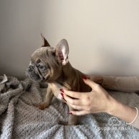 French Bulldog - Both