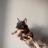 French Bulldog - Both