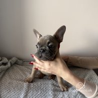 French Bulldog - Both