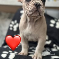 French Bulldog - Both