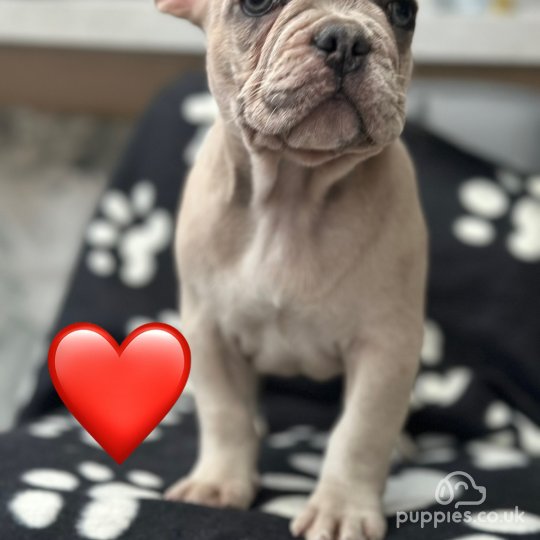 French Bulldog - Both