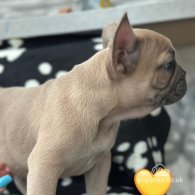 French Bulldog - Both