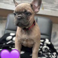 French Bulldog - Both