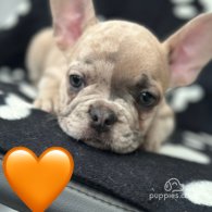 French Bulldog - Both