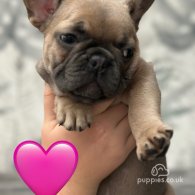 French Bulldog - Both