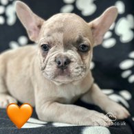 French Bulldog - Both