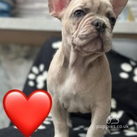 French Bulldog - Both