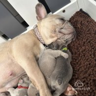 French Bulldog - Both