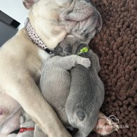 French Bulldog - Both